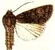 Acronicta nigricans