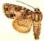 Acronicta pruinosa