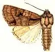 Acronicta quadrata