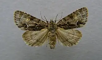 Acronicta strigosaMoerasbos-uil