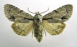 Acronicta tridensDrietand