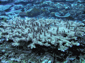 Acropora abrotanoides