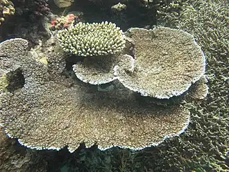 Acropora branchi