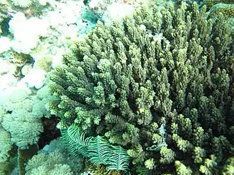 Acropora cerealis