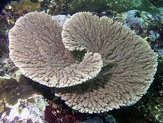 Acropora clathrata