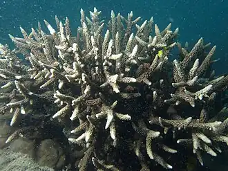 Acropora vaughani