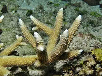 Acropora verweyi