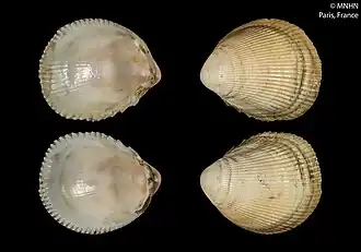 Acrosterigma simplex