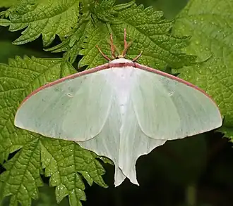 Actias aliena