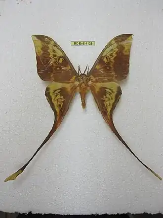 Actias ignescens