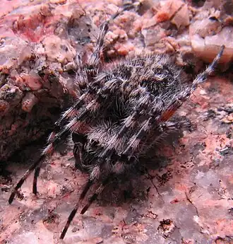 Aculepeira carbonarioides