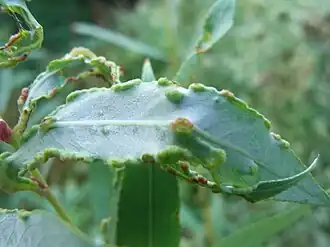 Wilgbladrandknobbelmijt