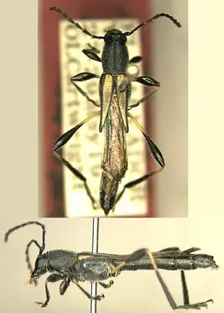 Acyphoderes dehiscens