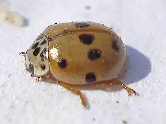 Tienstippelig lieveheersbeestje