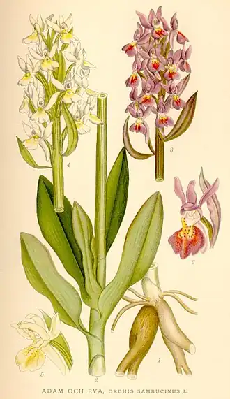 Vlierorchis
