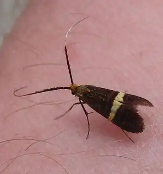 Gebandeerde langsprietmot