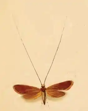 Hertshooilangsprietmot