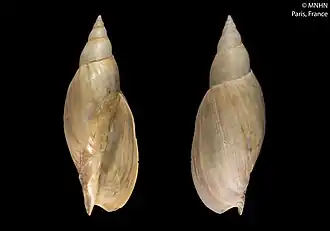 Adelomelon ancilla