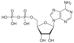Structuurformule van adenosinedifosfaat