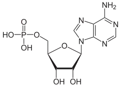 Structuurformule van adenosinemonofosfaat