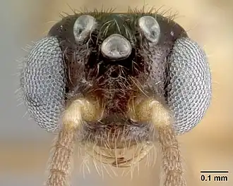 Adetomyrma aureocuprea