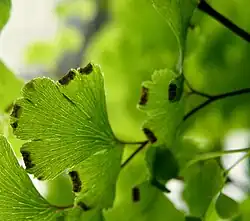 Venushaar(Adiantum capillus-veneris)
