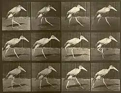 Fotografische studie naar de gang van de Indische maraboe door Eadweard Muybridge