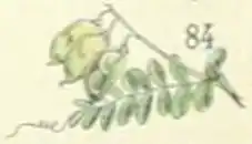 Peultjes van de linzen