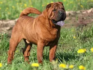Shar-pei