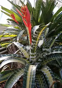 Aechmea chantinii
