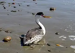 Zwanehalsfuut(Aechmophorus occidentalis)