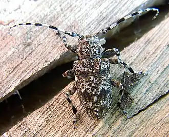 Aegomorphus clavipes