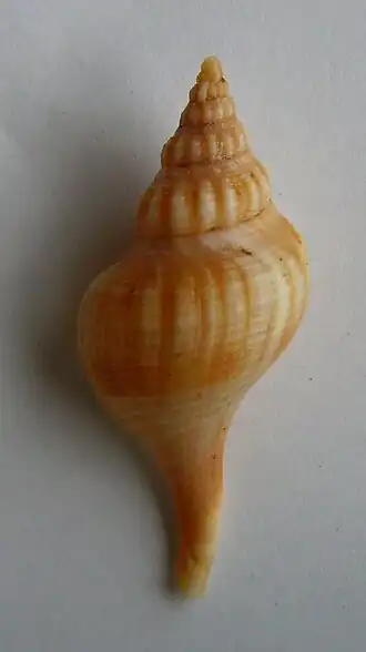 Aeneator marshalli