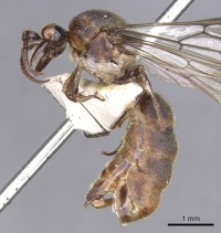 Aenictus grandis