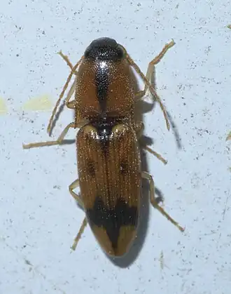 Aeolus mellillus