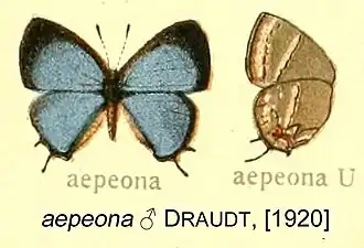Hypostrymon aepeona