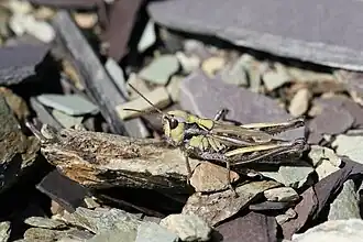 Aeropedellus arcticus