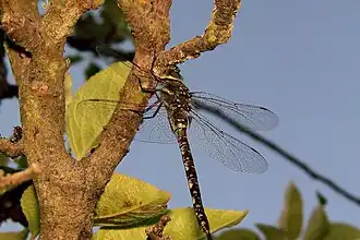 Aeshna interrupta