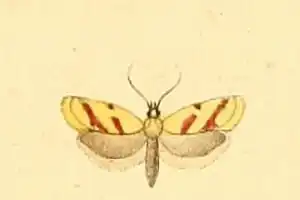 Kruisdistelsmalsnuitje