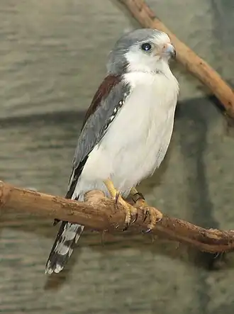 Afrikaanse dwergvalk (Polihierax semitorquatus)