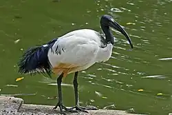 Heilige ibis (soort uit de Oude Wereld)