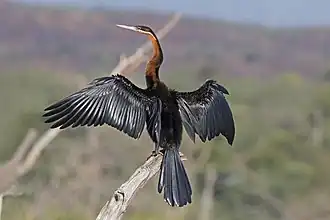 Afrikaanse slangenhalsvogel