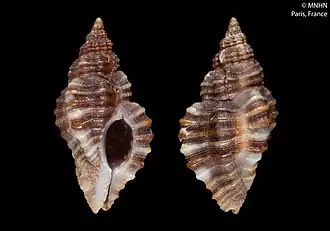 Africanella coseli