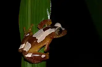 Afrixalus paradorsalis