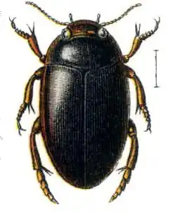 Agabus affinis