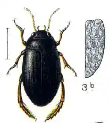 Agabus striolatus