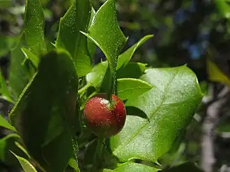 Plagiotrochus quercusilicis