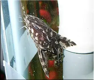 Agamyxis albomaculatus