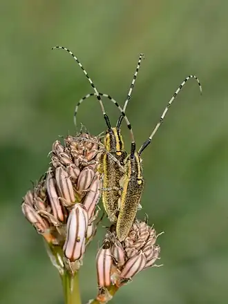 Agapanthia pustulifera