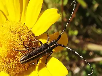 Agapanthia suturalis